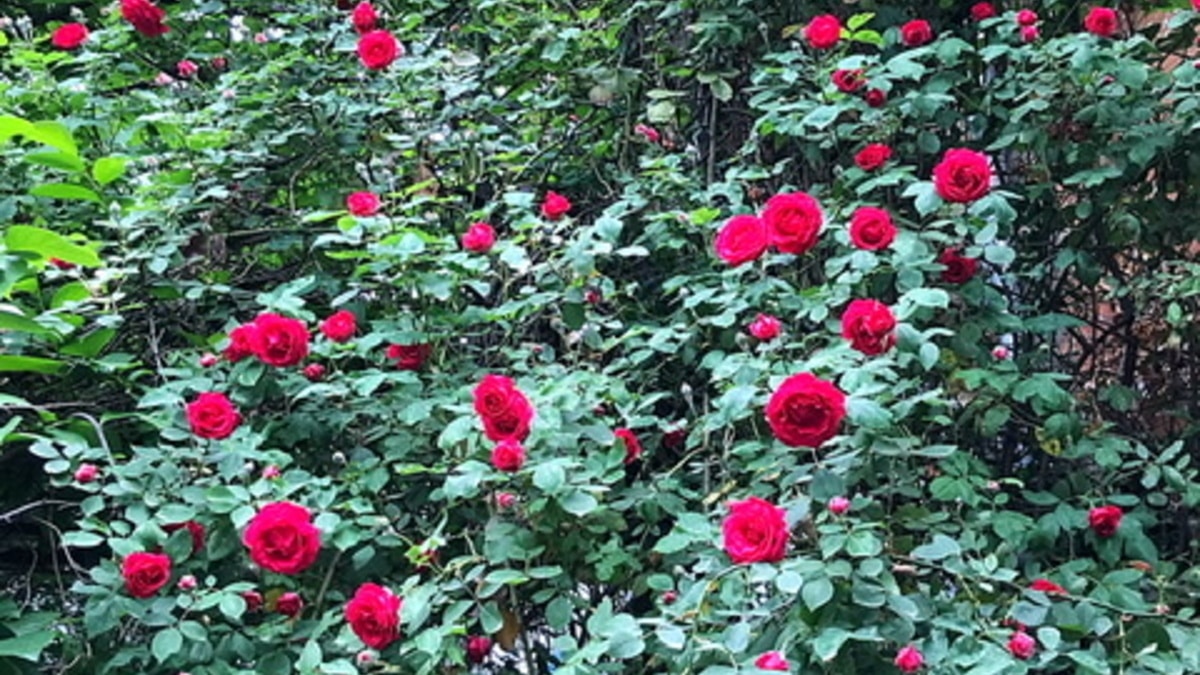 Спасибо за подарок! Спасибо за подарок!