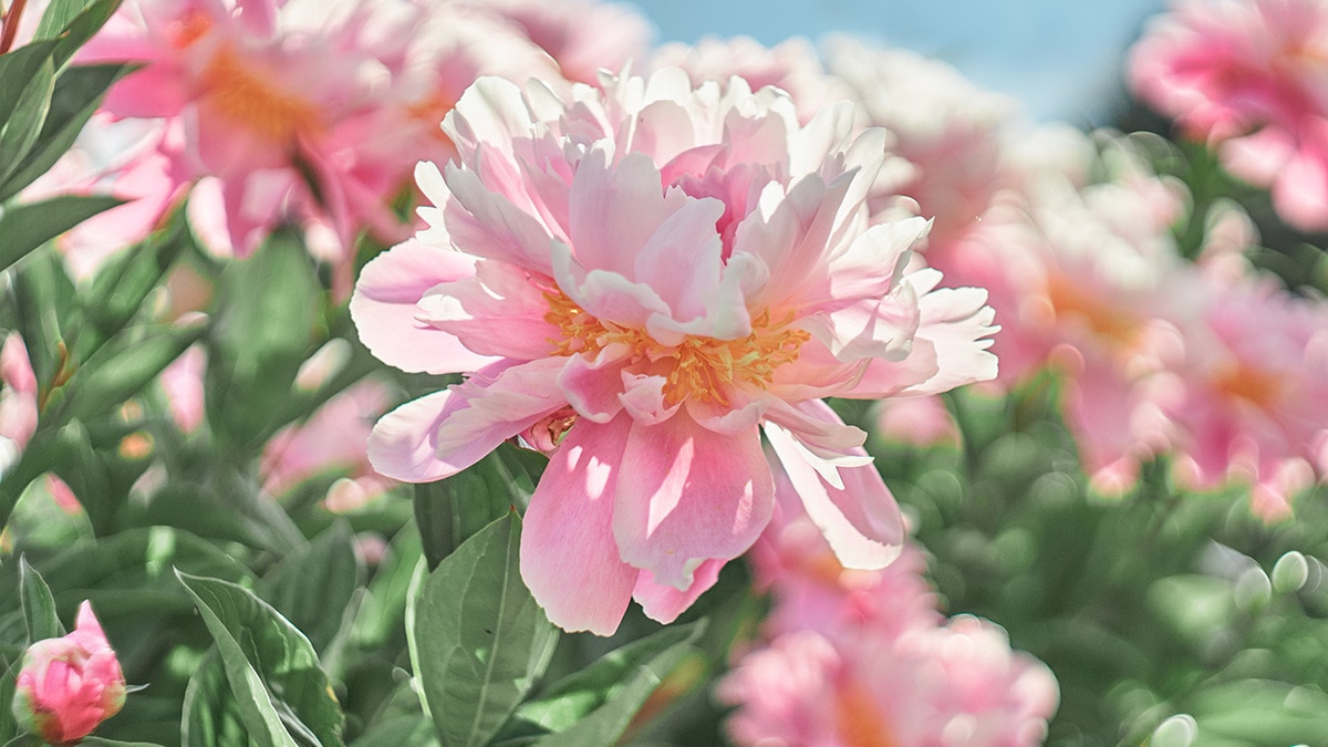 Май — 2021: автор и рецепты месяца