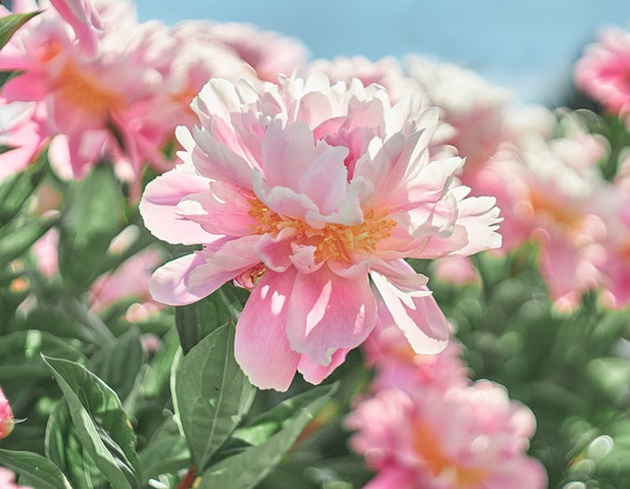 Май — 2021: автор и рецепты месяца