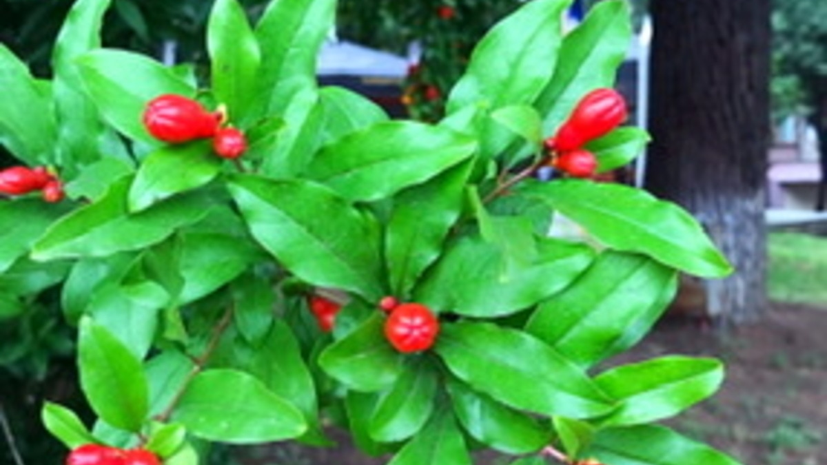 Спасибо за подарки! 