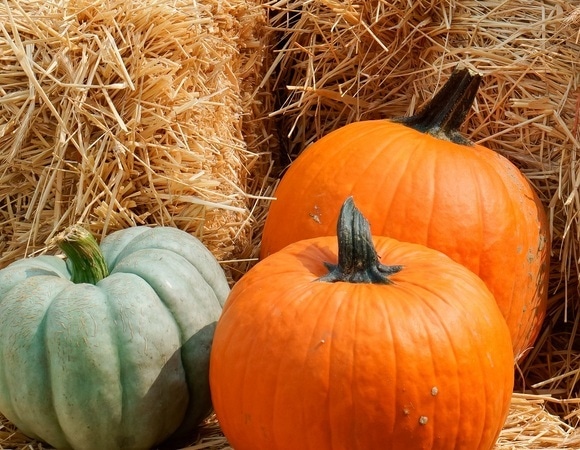 В Германии началась необычная выставка тыкв