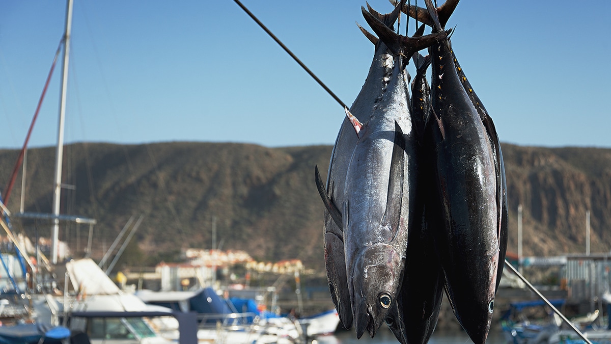 Импорт рыбы в Россию сокращается: рыболовы предупреждают о сложностях с замещением атлантического лосося и тунца