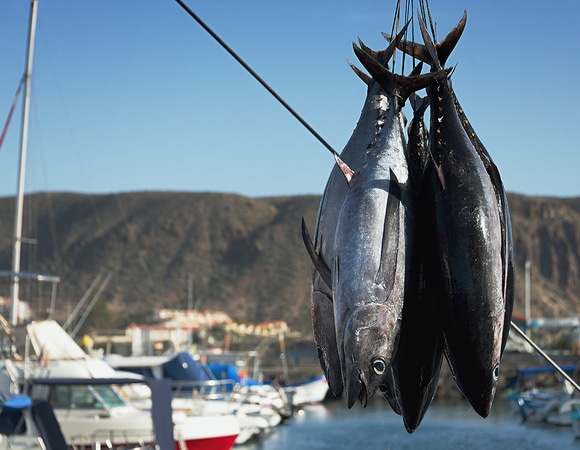 Импорт рыбы в Россию сокращается: рыболовы предупреждают о сложностях с замещением атлантического лосося и тунца Импорт рыбы в Россию сокращается: рыболовы предупреждают о сложностях с замещением атлантического лосося и тунца