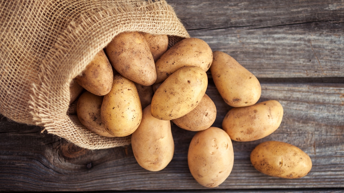 Назван признак ядовитого картофеля