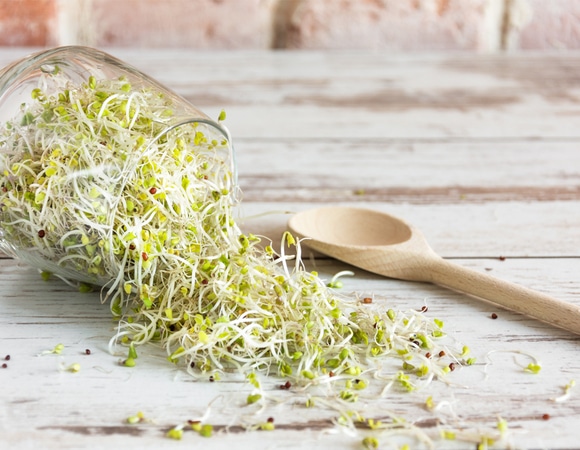 Специалист рассказала о пользе и способе выращивания проростков в домашних условиях Специалист рассказала о пользе и способе выращивания проростков в домашних условиях