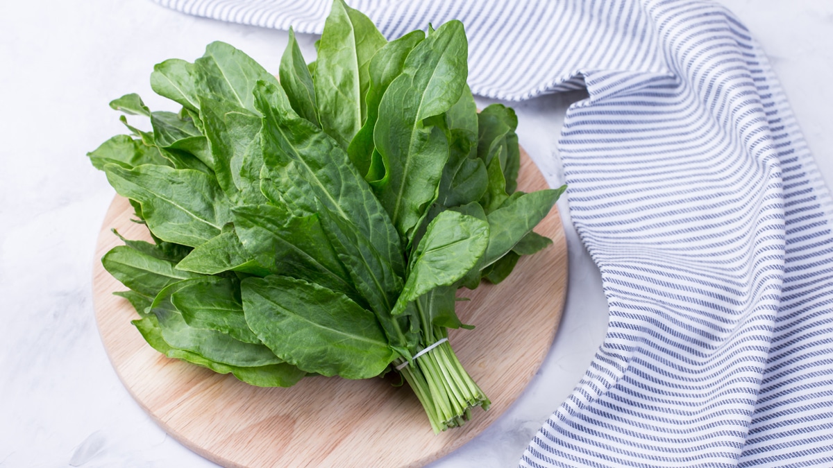 Роскачество: чем полезен щавель для организма человека