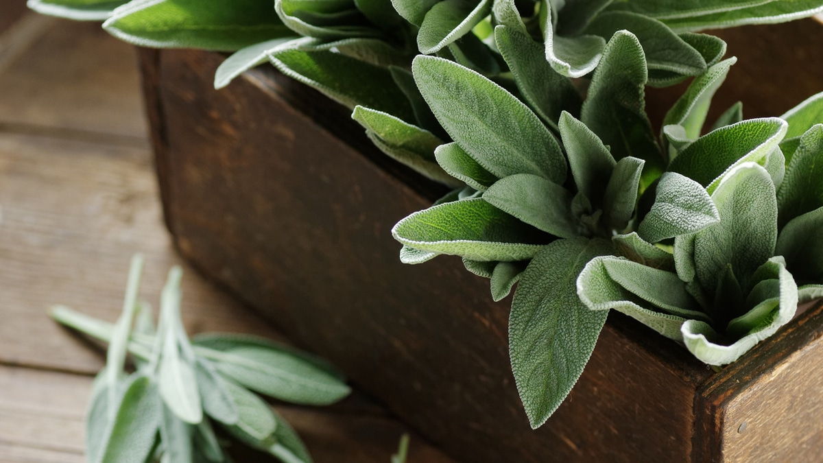 Чем полезен шалфей и как добавить его в рацион: ответили эксперты