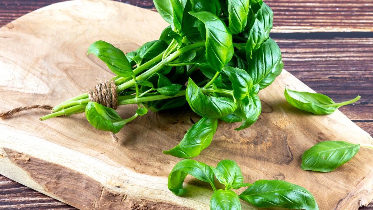 Врач назвал неожиданные свойства базилика и кинзы