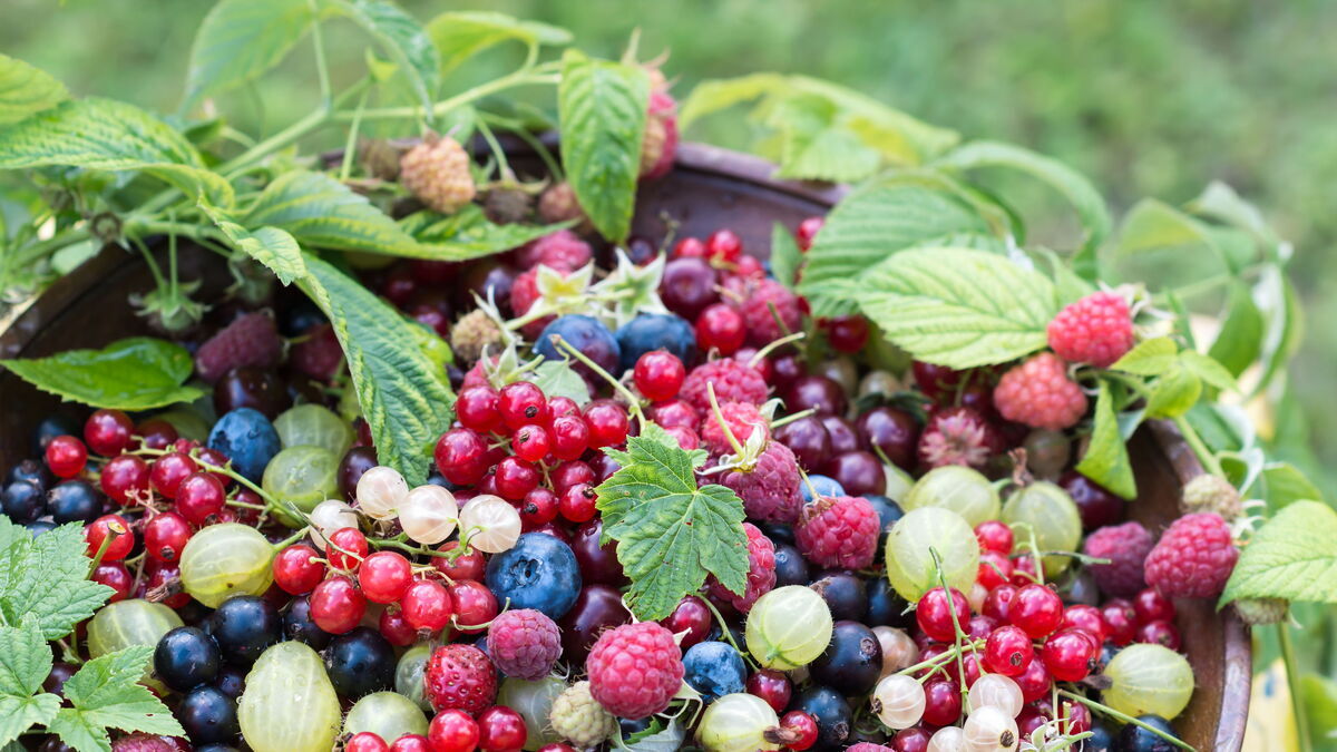 Эксперт рассказала, какие продукты стоит добавить в рацион летом Эксперт рассказала, какие продукты стоит добавить в рацион летом