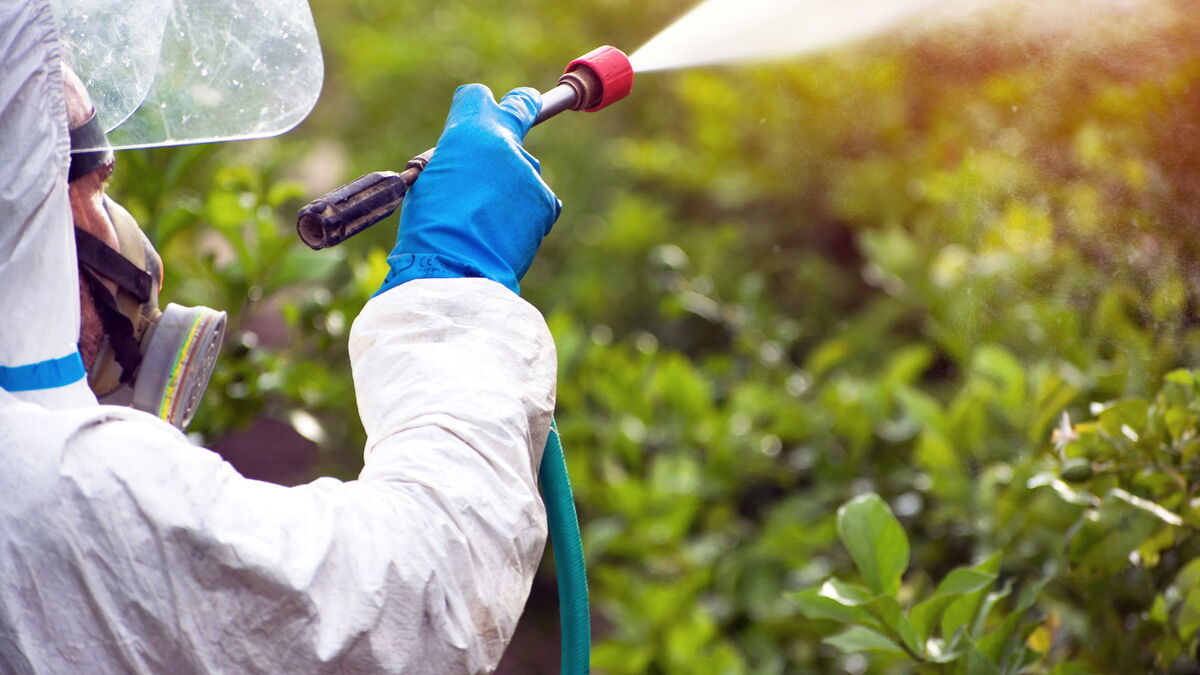 Токсиколог перечислил овощи и ягоды, которые могут быть опасны для человека