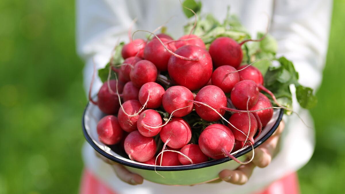 Названы уникальные полезные свойства редиса Названы уникальные полезные свойства редиса
