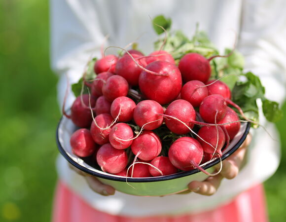 Названы уникальные полезные свойства редиса