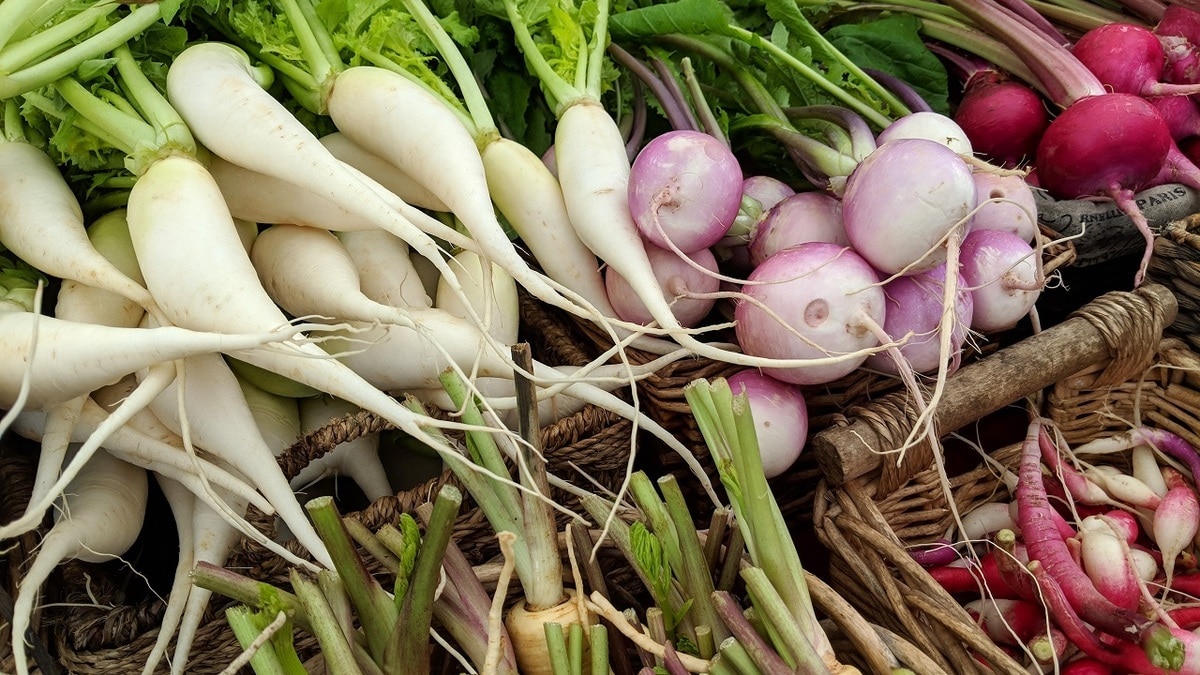 Овощное изобилие: чем отличаются друг от друга редис, редька и дайкон