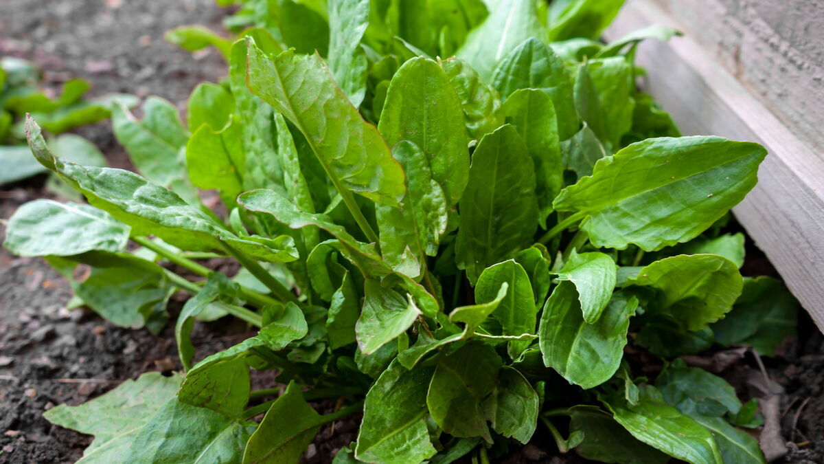 Стало известно о негативном влиянии щавеля на организм