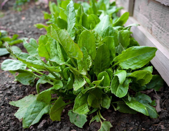 Стало известно о негативном влиянии щавеля на организм Стало известно о негативном влиянии щавеля на организм