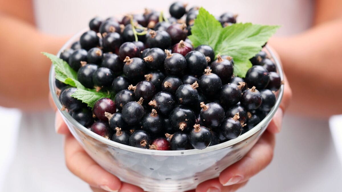 Обнаружена доступная замена ягодам годжи