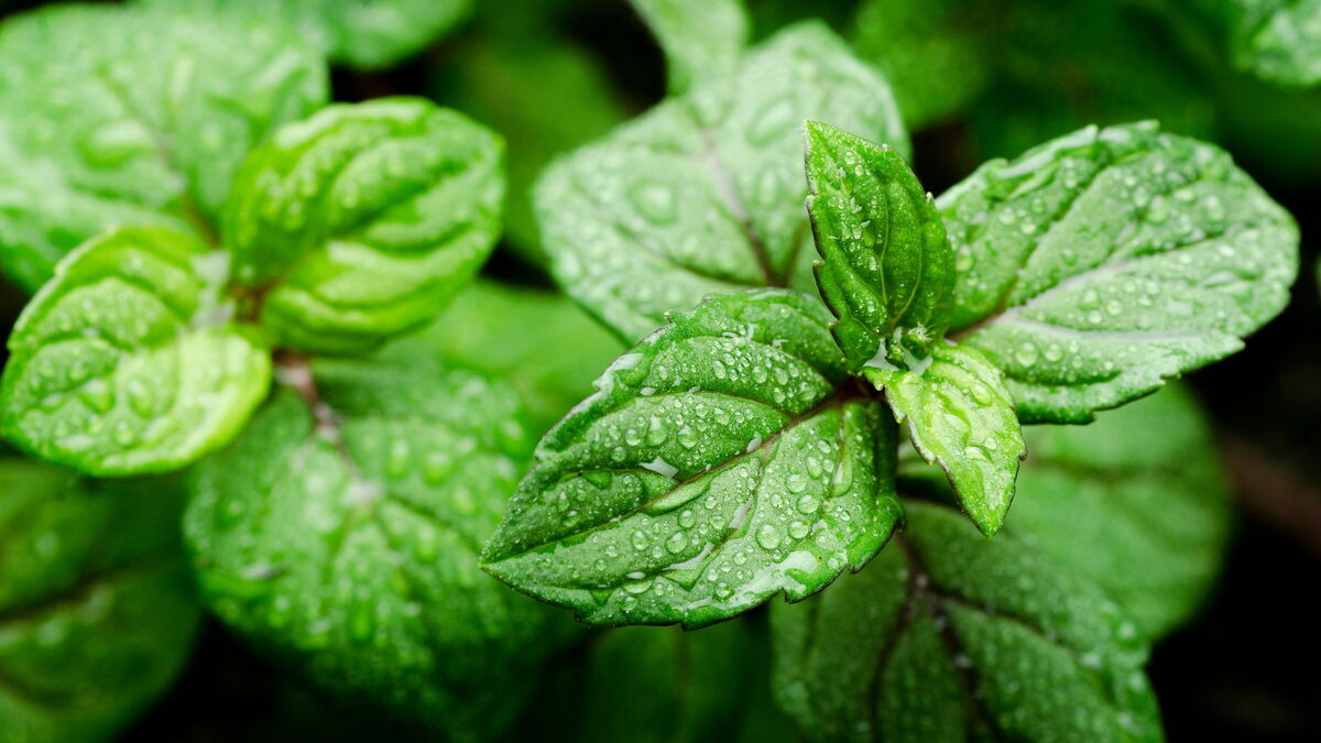 Стали известны полезные свойства свежей мяты