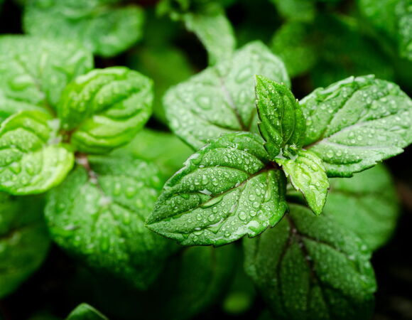 Стали известны полезные свойства свежей мяты