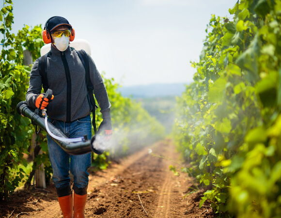 Эксперты перечислили продукты, зараженные пестицидами Эксперты перечислили продукты, зараженные пестицидами