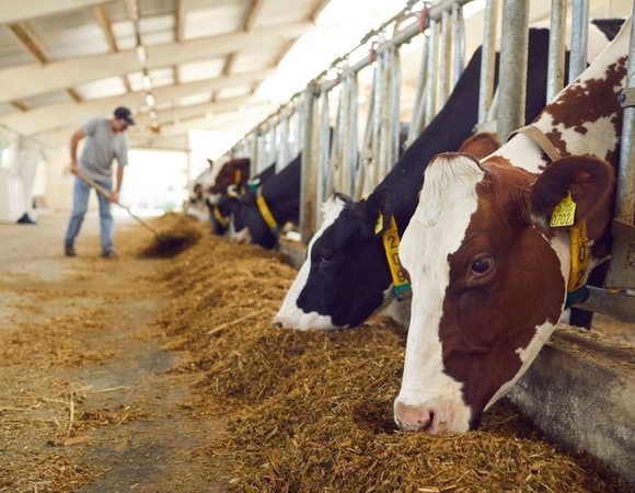 Ученые нашли микропластик в молоке и мясе коров и свиней Ученые нашли микропластик в молоке и мясе коров и свиней
