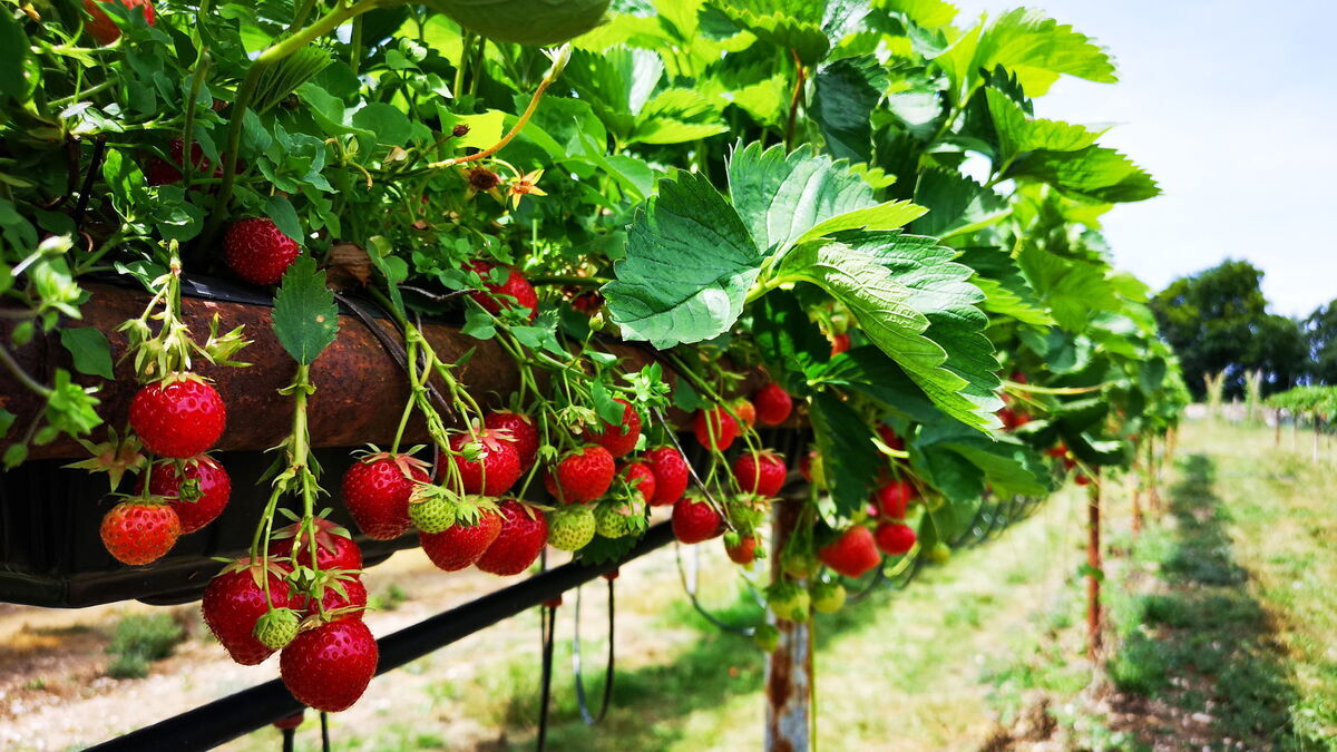 Эксперт: выращивание ягод в РФ оказалось под угрозой Эксперт: выращивание ягод в РФ оказалось под угрозой