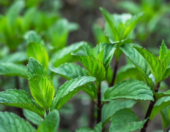 Раскрыто еще одно полезное свойство мяты