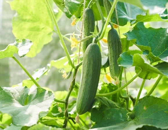 Как огурцы помогают при депрессии: ответила диетолог Как огурцы помогают при депрессии: ответила диетолог