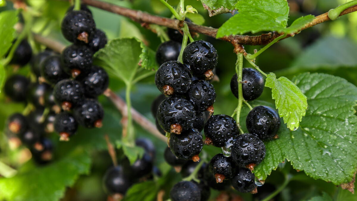 Врач раскрыл неожиданное свойство черной смородины