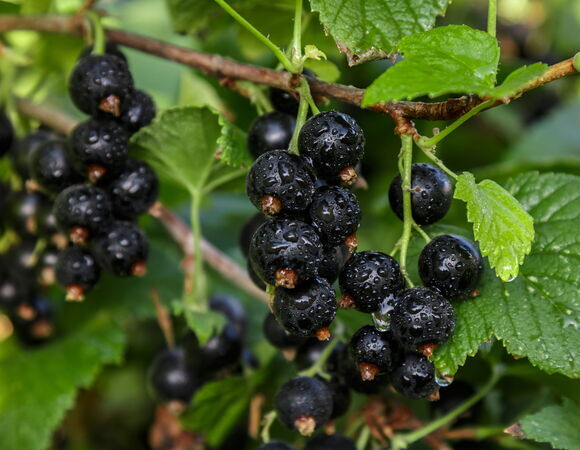 Врач раскрыл неожиданное свойство черной смородины Врач раскрыл неожиданное свойство черной смородины