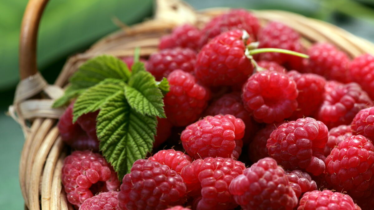 Названо неожиданное свойство малины, которое поможет похудеть