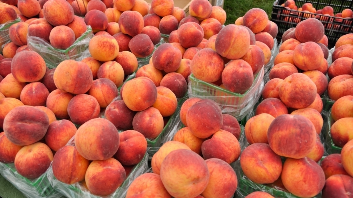 Фермер рассказал, как выбрать вкусные персики