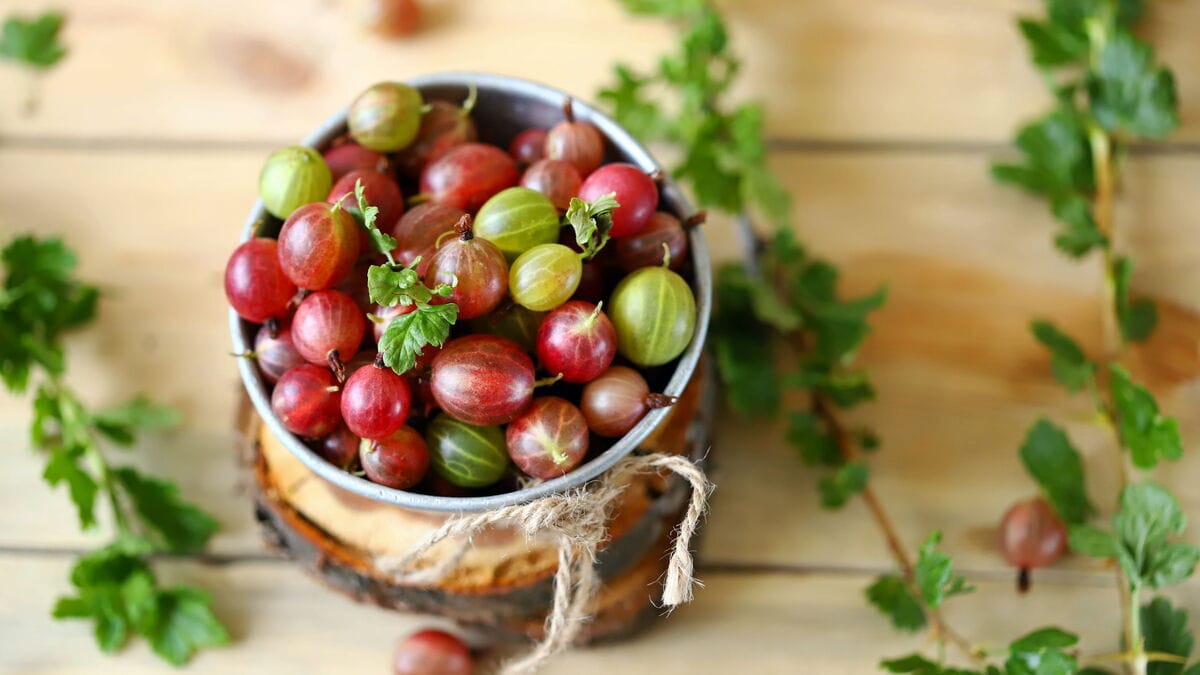 Нутрициолог перечислила уникальные свойства крыжовника