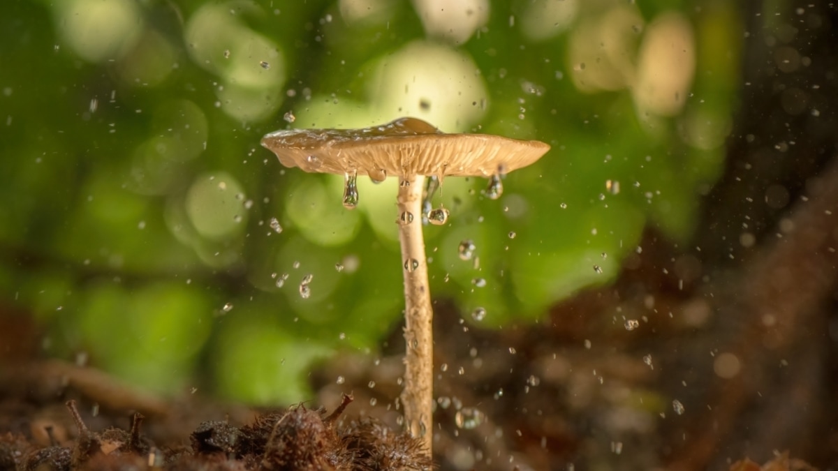 Стало известно, какой ядовитый гриб — самый опасный