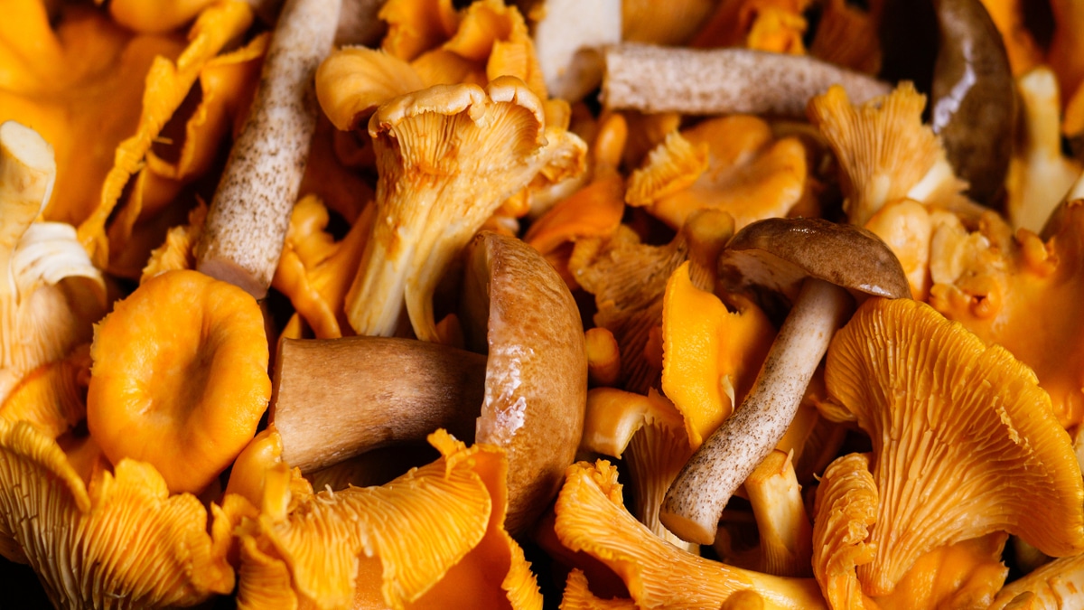 Впитывают токсины: диетолог объяснил, кому нельзя есть грибы