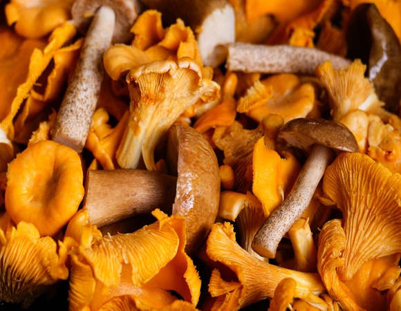 Впитывают токсины: диетолог объяснил, кому нельзя есть грибы