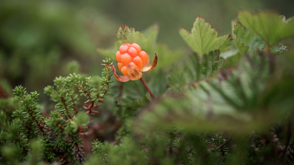 Эксперт назвала необходимую при беременности ягоду