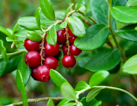 Врачи объяснили, кому нельзя есть кислые ягоды Врачи объяснили, кому нельзя есть кислые ягоды