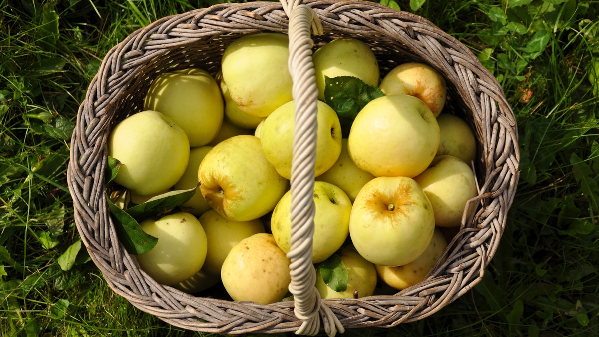 Диетолог рассказала, какие яблоки лучше всего помогают при похудении