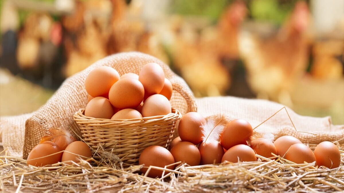 Сто яиц в день: фитнес-тренер об опасной диете для наращивания мышц Сто яиц в день: фитнес-тренер об опасной диете для наращивания мышц