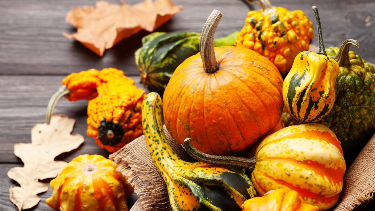 Королева овощей: почему тыква необходима в вашем меню 