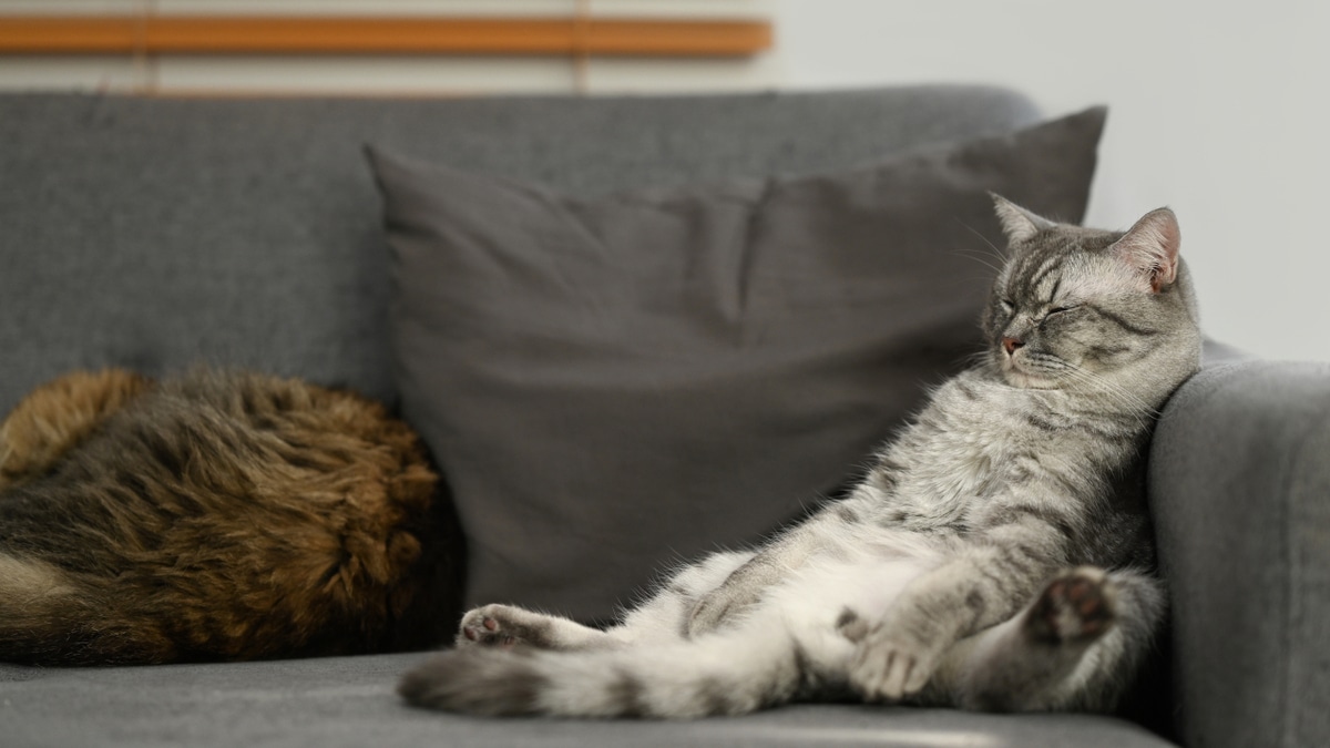 Как правильно худеть во сне: рассказывает диетолог