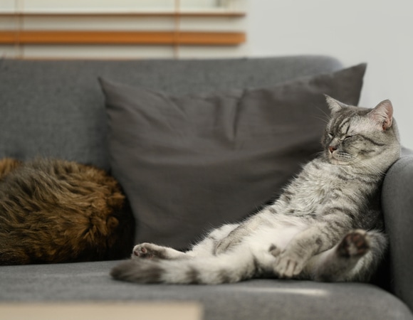 Как правильно худеть во сне: рассказывает диетолог Как правильно худеть во сне: рассказывает диетолог