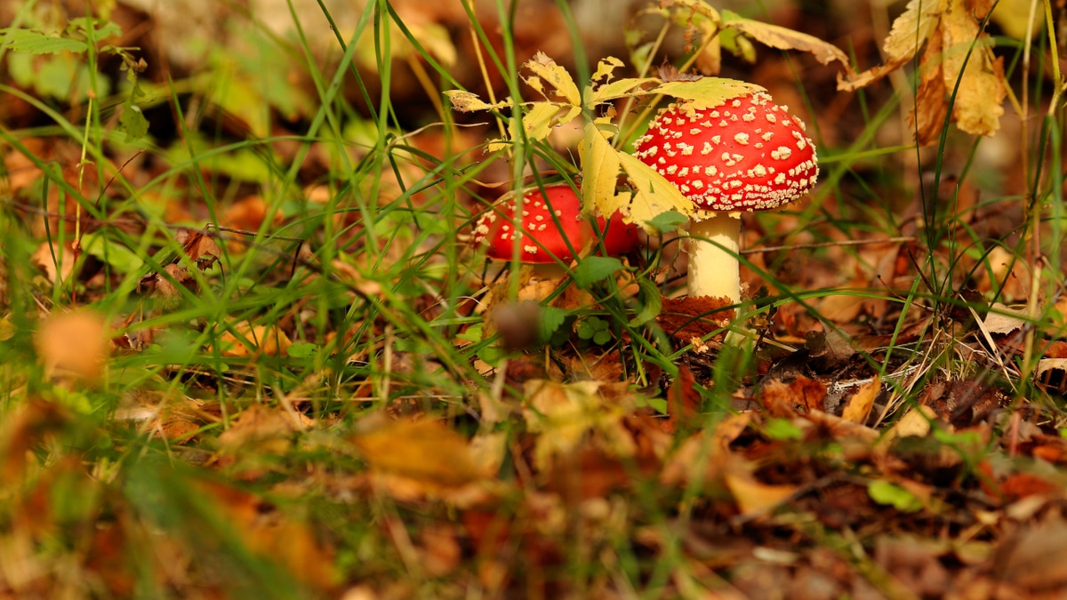 «Мракобесие»: врачи объяснили опасность моды на сушеные мухоморы