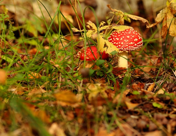 «Мракобесие»: врачи объяснили опасность моды на сушеные мухоморы