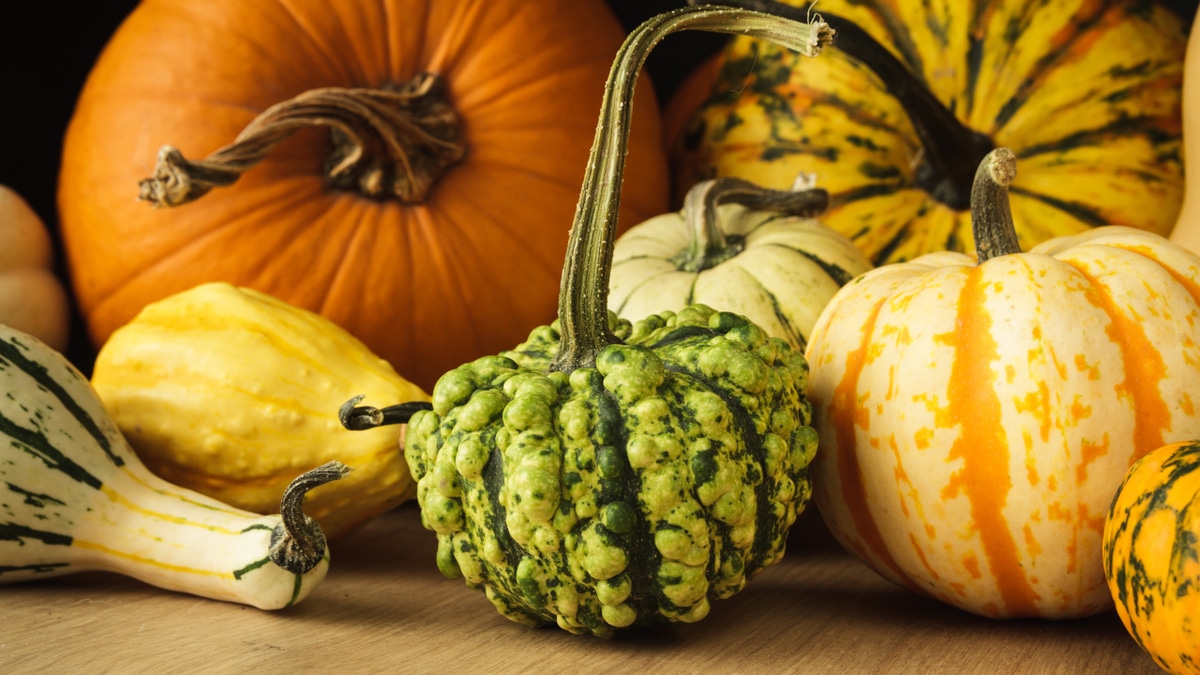 Эксперт объяснил, можно ли есть декоративные тыквы
