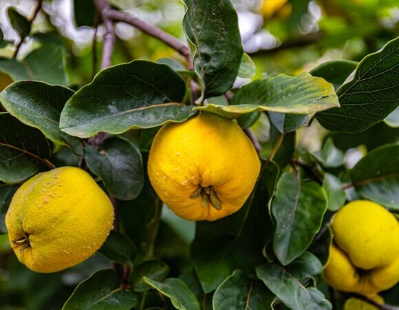 Как и где хранить плоды айвы: расскажет эксперт