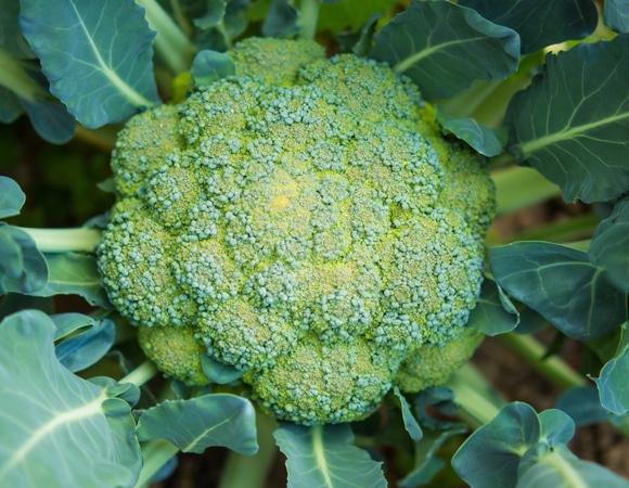 Не кофе единым: диетолог назвала лучшие источники энергии на весь день