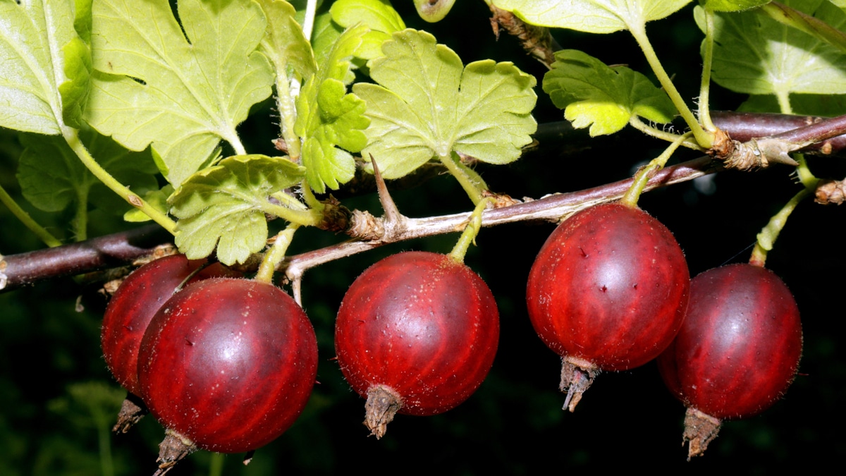 Кому нельзя крыжовник: рассказывает Роспотребнадзор