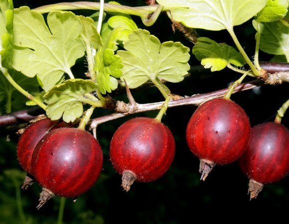 Кому нельзя крыжовник: рассказывает Роспотребнадзор Кому нельзя крыжовник: рассказывает Роспотребнадзор