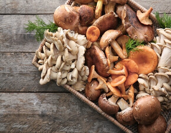 «Последние 40 лет!»: специалисты уничтожили главный миф о грибах